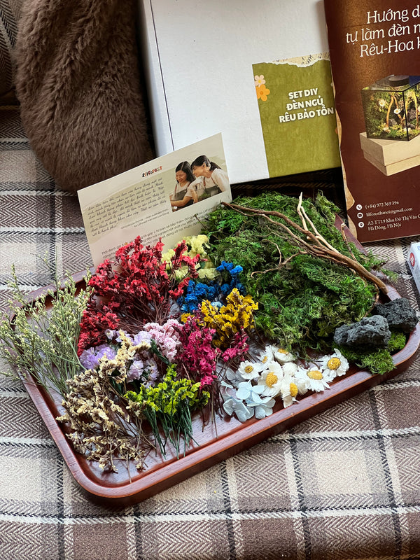 SET DIY đèn ngủ rêu bảo tồn