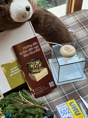 SET DIY đèn ngủ rêu bảo tồn
