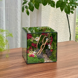 Bể Hồng Mơ (15x15x15cm)