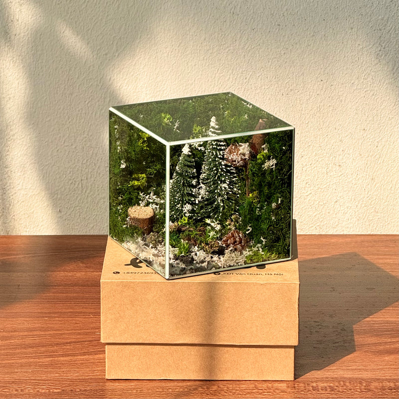 Bể Snowlight (10x10x10cm)