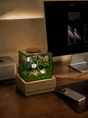 Ươm mầm tốt nghiệp (10x10x10cm)